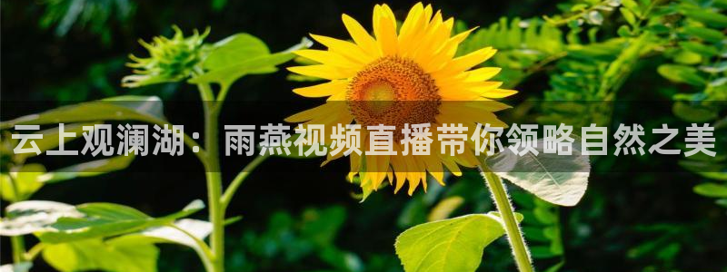 说球帝直播在线观看：云上观澜湖：雨燕视频直播带你领略自然之美