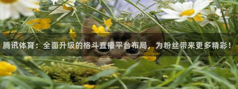 说球帝nba直播免费高清下载：腾讯体育：全面升级的格斗直播平台布局，为粉丝带来更多精彩！